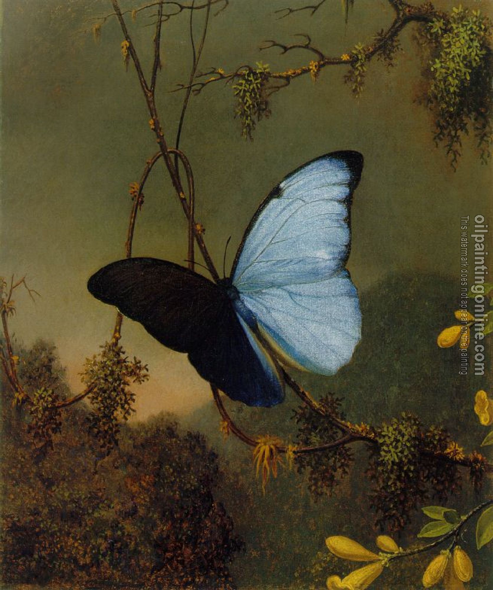 Heade, Martin Johnson - Blue Morpho Butterfly